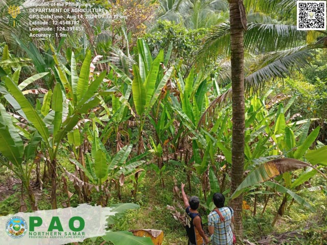 NORTHERN SAMAR PUSHES ABACA PRODUCTION TO A HIGHER LEVEL